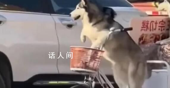 狗狗騎著賣切糕老板的車走了 后狗主人賠了切糕老板8000元