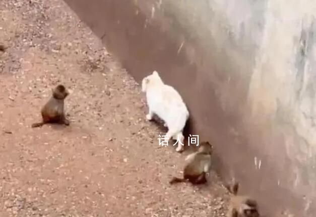 昆明動物園:立即誘捕將貓移出猴山