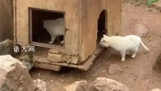 “貓猴共處”風波中的昆明動物園 將認真反思改進工作中的不足和差距
