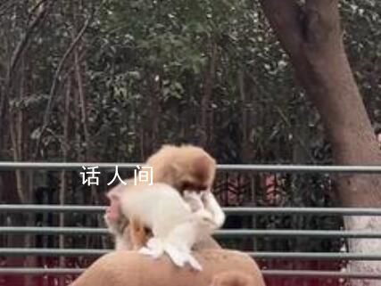 安徽一景區(qū)內(nèi)猴子撕咬鴿子并拔毛 鴿子已經(jīng)死掉了做了無(wú)害化處理