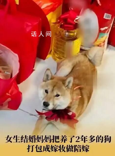 媽媽將養(yǎng)2年狗狗打包作女兒嫁妝 網(wǎng)友：這份嫁妝相當(dāng)炸裂了
