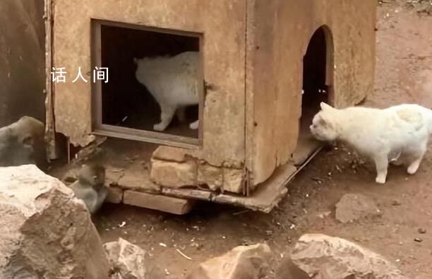 小動保:貓被猴子長期欺負變得很乖