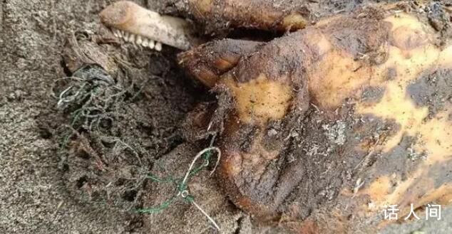 宜昌長江河段疑發現江豚尸體 目前正在調查江豚的死亡原因