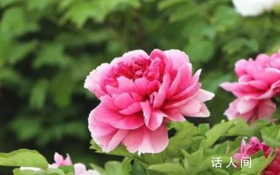將牡丹定為國(guó)花?國(guó)家林草局回應(yīng)