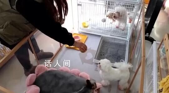 春節前寵物寄養“一窩難求” 部分店鋪寄養價格上漲明顯