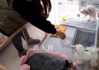 春節(jié)前寵物寄養(yǎng)“一窩難求” 部分店鋪寄養(yǎng)價(jià)格上漲明顯
