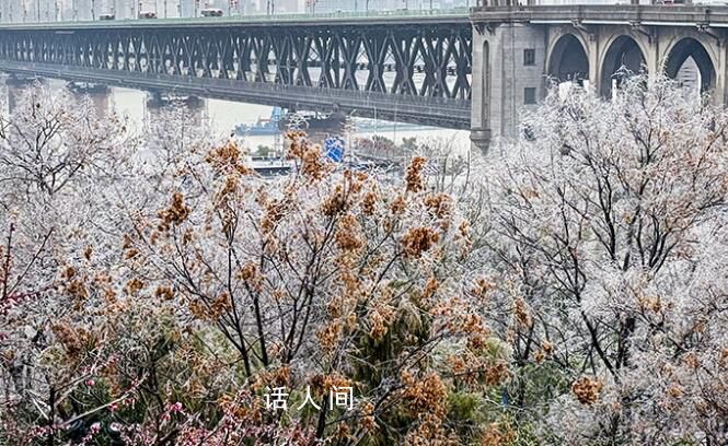 武漢凍雨形成雨凇景觀 萬物表面都凍結出冰層