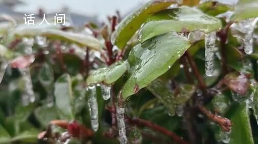 南方多地凍雨 樹葉車輛“穿冰甲”