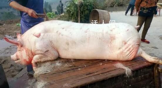 姐妹花2600元合伙買了一頭年豬 最后獲肉140多斤