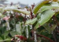 南方多地凍雨 樹葉車輛“穿冰甲”