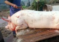 姐妹花2600元合伙買了一頭年豬 最后獲肉140多斤
