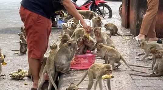 泰國小鎮(zhèn)被3500只猴子占據(jù) 商場關(guān)門游客和購物者逃離