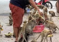 泰國小鎮(zhèn)被3500只猴子占據(jù) 商場關門游客和購物者逃離