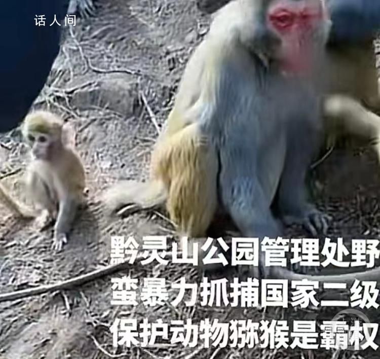 官方回應黔靈山多人抓獼猴變賣 進行科學分流