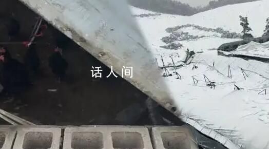 8萬只雞因積雪壓塌大棚被埋 損失約140萬