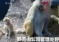 官方回應黔靈山多人抓獼猴變賣 進行科學分流