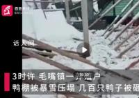 暴雪半夜砸塌鴨棚損失十七八萬 幾百只鴨子被砸死