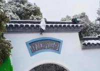 武漢暴雪兩只孔雀被凍在墻頂 已成功救下孔雀狀態良好