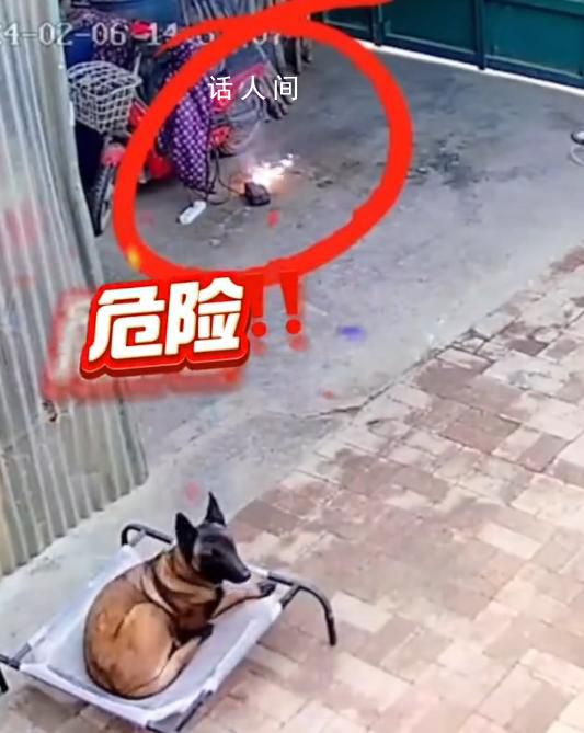 狗子看到電動車充電起火1秒出擊 將電線咬斷