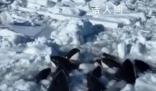 日本北海道10余頭虎鯨被困浮冰 目前船只無法靠近