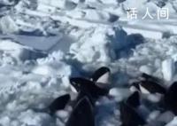 日本北海道10余頭虎鯨被困浮冰 目前船只無法靠近