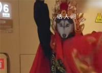 00后川劇變臉變出二哈表情包 給觀眾帶來了一個意想不到的驚喜