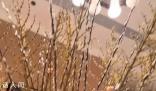 何超蓮曬豪宅內景 把家里大大小小的地方全都擺滿了花