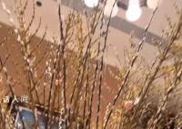 何超蓮曬豪宅內景 把家里大大小小的地方全都擺滿了花