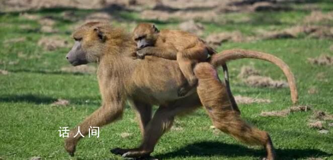 德國動物園殺一半狒狒喂其他動物 給食肉動物加餐