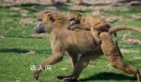 德國動物園殺一半狒狒喂其他動物 給食肉動物加餐