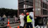 18只年豬高速上集體“出逃” 交警用反光錐桶圍成豬圈捉拿