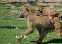 德國動物園殺一半狒狒喂其他動物 給食肉動物加餐