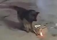 主人院子里放煙花狗狗叼起就跑 狗主人回應稱狗狗一切安好