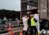 18只年豬高速上集體“出逃” 交警用反光錐桶圍成豬圈捉拿