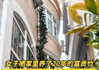 女子家養(yǎng)20年富貴竹 高3層樓超9米