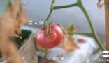 中國人在南極都有種菜大棚 溫室采用無土栽培技術溫度常年保持25度左右