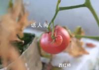 中國人在南極都有種菜大棚 溫室采用無土栽培技術溫度常年保持25度左右