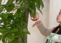 小伙情人節送女友發財樹和零食花 被女友調侃情人節禮物太綠