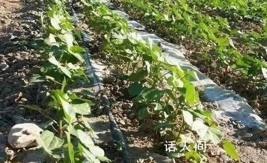 日本發(fā)現(xiàn)防農(nóng)作物蟲害新方法 將防蟲網(wǎng)換成紅色
