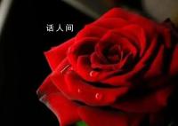 你收到的情人節(jié)玫瑰99%是假的 玫瑰到底是什么?