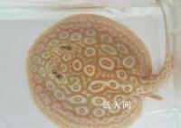 杭州男子一條魚賣了37萬 花32萬從泰國收購