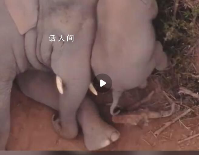 云南野生亞洲象春節吃出“雙下巴” 象群中小象數量不斷增多