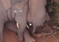 云南野生亞洲象春節吃出“雙下巴” 象群中小象數量不斷增多