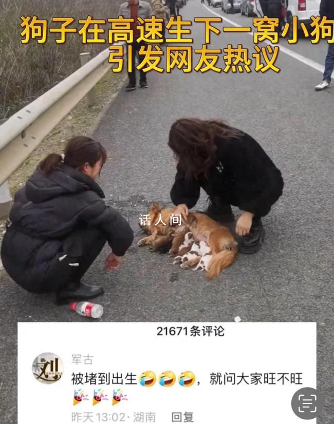 狗子在高速被堵到生下一窩狗崽 這一幕感動了無數人的心