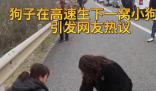 狗子在高速被堵到生下一窩狗崽 這一幕感動(dòng)了無數(shù)人的心