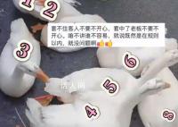 男子套大鵝精準打擊 收獲滿滿