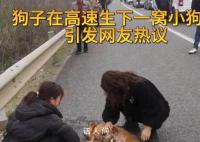 狗子在高速被堵到生下一窩狗崽 這一幕感動(dòng)了無數(shù)人的心