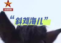 “托尼老師”上線給軍馬設計發型 你最喜歡哪個發型?
