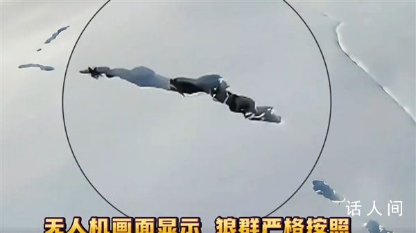 新疆狼群在積雪下挖出一條路 拍下罕見的畫面