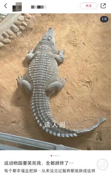 山東一動物園動物集體“胖炸” 讓不少人擔心它們的健康狀況